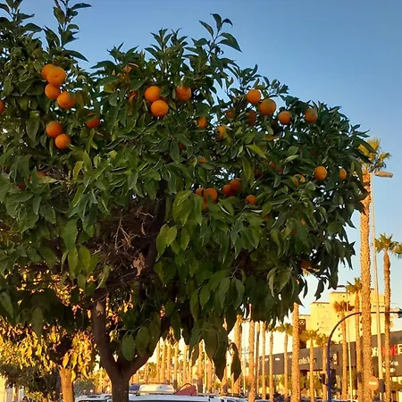 Macarena Iii Apartments, 300 Meter Zu Playa Del Cura * Torrevieja