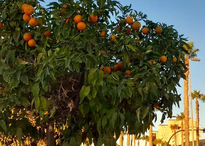 Macarena Iii Apartments, 300 Meter Zu Playa Del Cura * Torrevieja